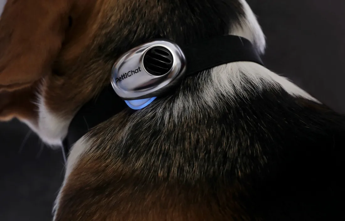 Dog wearing the silver PettiChat translator with status light